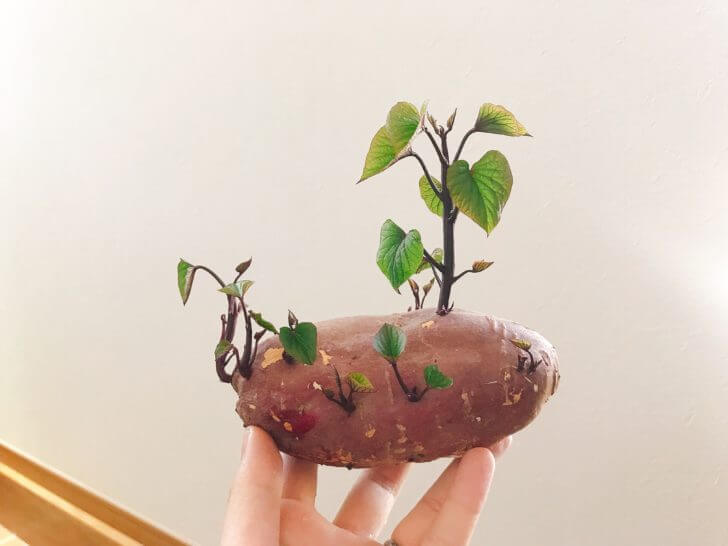 サツマイモの芽